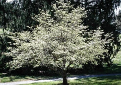 Cloud 9 Dogwood -The Tree Center cloud 9 dogwood 5 600x426 1