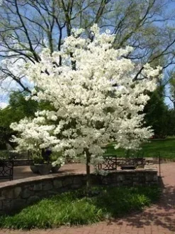 Cloud 9 Dogwood -The Tree Center cloud nine dogwood 3 jpg webp