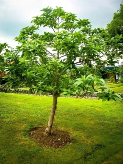 Cold Hardy Avocado -The Tree Center cold hardy avocado 2 jpg webp