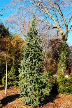 Columnar Blue Atlas Cedar -The Tree Center columnar blue atlas cedar 1 jpg webp