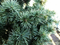Columnar Blue Atlas Cedar