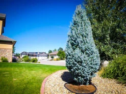 Columnar Blue Spruce -The Tree Center columnar blue spruce 2 600x450 1