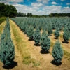 Columnar Blue Spruce