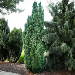 Columnar English Yew -The Tree Center columnar english yew 1 600x600 1