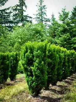 Columnar English Yew -The Tree Center columnar english yew 3 jpg webp