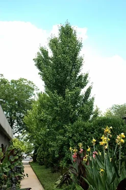 Columnar Ginkgo Tree -The Tree Center columnar ginkgo tree 2 1 jpg webp