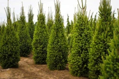 Columnar Norway Spruce -The Tree Center columnar norway spruce 3 600x398 1