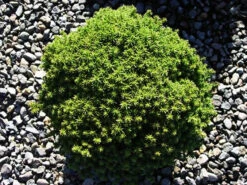 Compressa Dwarf Japanese Cedar 5 Compressa Dwarf Japanese Cedar -The Tree Center compressa dwarf japanese cedar 3 600x450 1