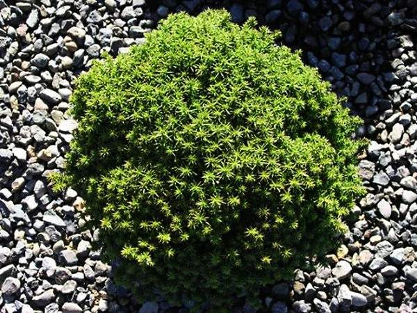 Compressa Dwarf Japanese Cedar 3 Compressa Dwarf Japanese Cedar - Image 3