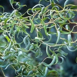 Corkscrew Willow -The Tree Center corkscrew willow 2 jpg webp e1694719374323