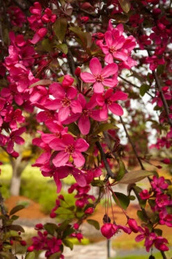 Centurion Crabapple Tree -The Tree Center crab flowering centurion 2 600x900 1