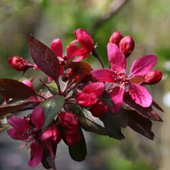 Profusion Crabapple Tree 5 Profusion Crabapple Tree -The Tree Center crab flowering profusion 2 600x600 1