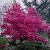 Profusion Crabapple Tree