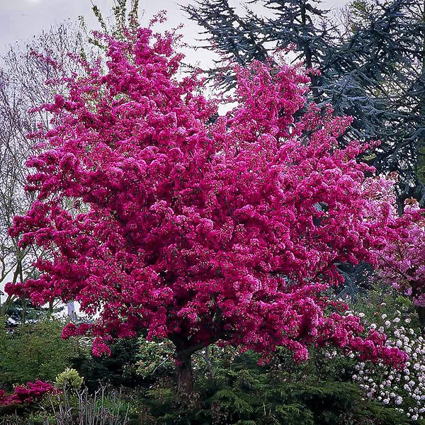 Profusion Crabapple Tree 1 Profusion Crabapple Tree