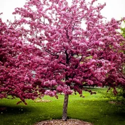 Robinson Crabapple Tree -The Tree Center crab flowering robinson 3 copy jpg webp