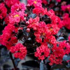 Crimson Red Black Diamond Crape Myrtle -The Tree Center crape myrtle black diamond crimson red 2 600x600 1