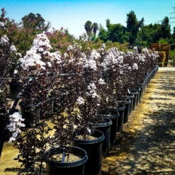 Pure White Black Diamond Crape Myrtle 5 Pure White Black Diamond Crape Myrtle -The Tree Center crape myrtle black diamond pure white 1 scaled 600x600 1