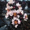 Pure White Black Diamond Crape Myrtle