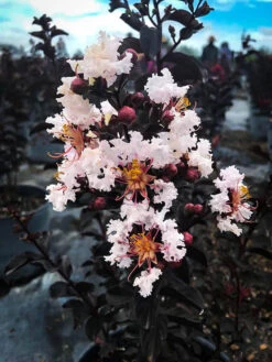 Pure White Black Diamond Crape Myrtle