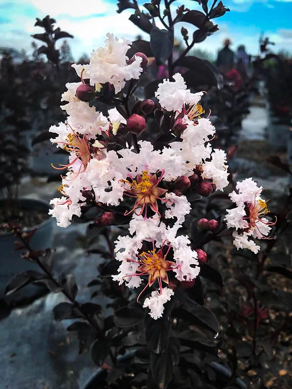 Pure White Black Diamond Crape Myrtle 1 Pure White Black Diamond Crape Myrtle