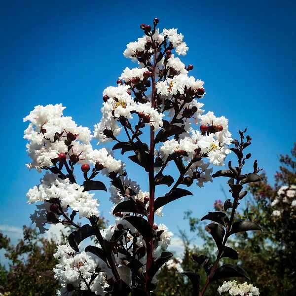Pure White Black Diamond Crape Myrtle 2 Pure White Black Diamond Crape Myrtle - Image 2