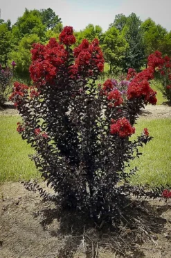 Red Hot Black Diamond Crape Myrtle -The Tree Center crape myrtle black diamond red hot 1 jpg webp