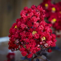 Red Hot Black Diamond Crape Myrtle -The Tree Center crape myrtle black diamond red hot 2 600x600 1
