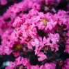 Shell Pink Black Diamond Crape Myrtle