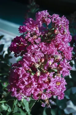 Coral Magic Crape Myrtle -The Tree Center crape myrtle coral magic 2 jpg webp