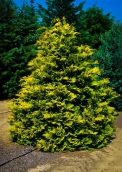 Golden Hinoki Cypress 'Crippsii' -The Tree Center cripps hinoki cypress 1 2 jpg webp