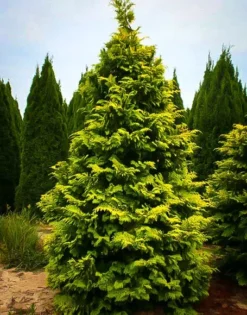 Golden Hinoki Cypress 'Crippsii'