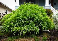 Spiral Japanese Cedar -The Tree Center cryptomeria japonica siral 4 600x420 1