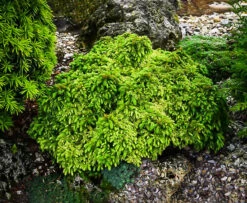 Tenzan Japanese Cedar