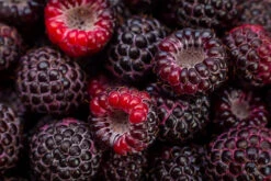 Cumberland Black Raspberry -The Tree Center cumberland black raspberry 1 600x400 1
