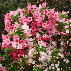 Czechmark Trilogy® Weigela -The Tree Center czechmark trilogy weigela 1 600x600 1