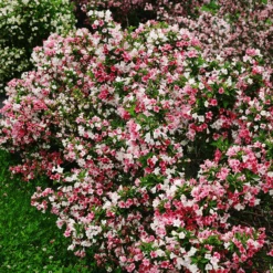 Czechmark Trilogy® Weigela