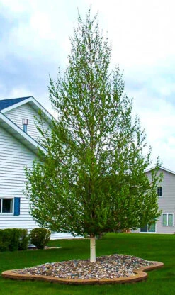 Dakota Pinnacle® Birch -The Tree Center dakota pinnacle birch 2 600x1011 1