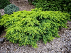 Daub's Frosted Juniper -The Tree Center daubs frosted juniper 1 600x450 1
