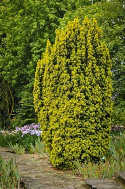 David Golden Yew -The Tree Center david golden yew 2 600x904 1