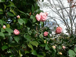 Debutante Camellia -The Tree Center debutante camellia 2 600x451 1