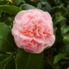 Debutante Camellia