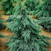Divinely Blue Deodar Cedar