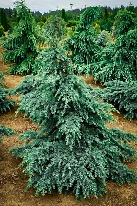 Divinely Blue Deodar Cedar 1 Divinely Blue Deodar Cedar