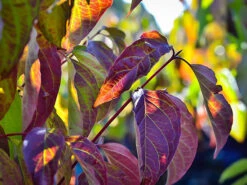 Cayenne Silky Dogwood