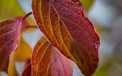 Cayenne Silky Dogwood -The Tree Center dogwood cayenne silky 3 600x375 1
