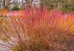 Cayenne Silky Dogwood -The Tree Center dogwood cayenne silky 4 600x413 1