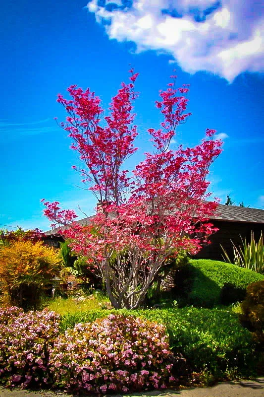 Cherokee Chief Dogwood Tree 1 Cherokee Chief Dogwood Tree
