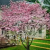 Stellar Pink® Dogwood Tree