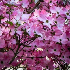 Stellar Pink® Dogwood Tree -The Tree Center dogwood stellar pink 2 600x600 1