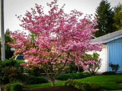 Stellar Pink® Dogwood Tree -The Tree Center dogwood stellar pink 5 600x450 1